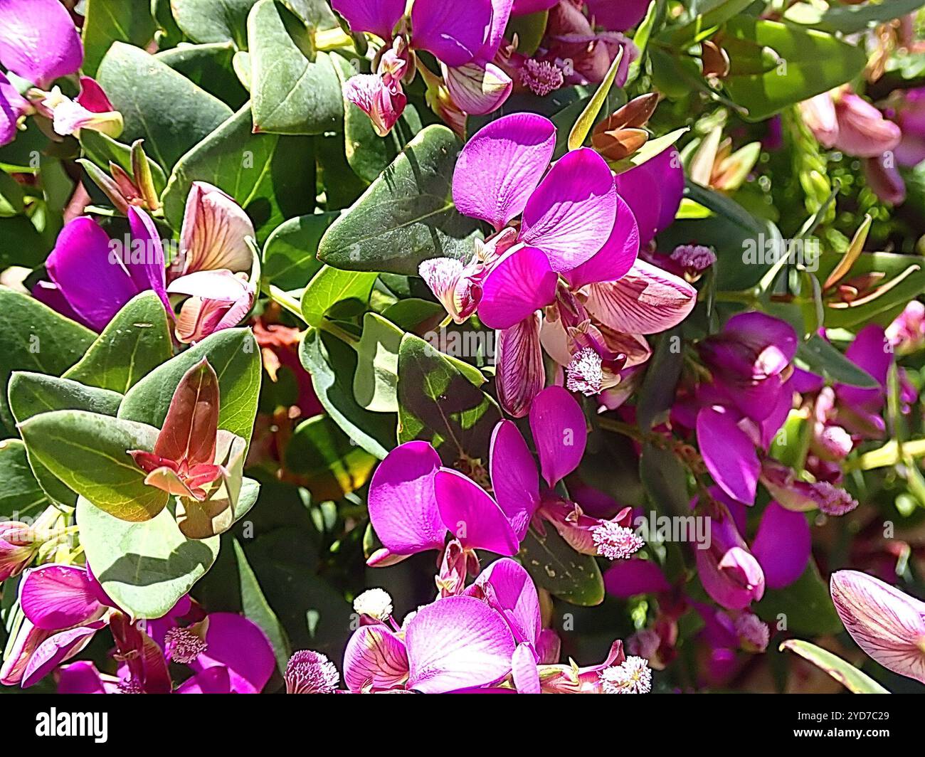 Heartleaf Falsepea (Polygala fruticosa Stock Photo - Alamy
