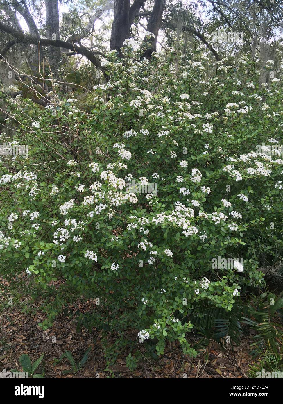 Walter's Viburnum (Viburnum obovatum Stock Photo - Alamy