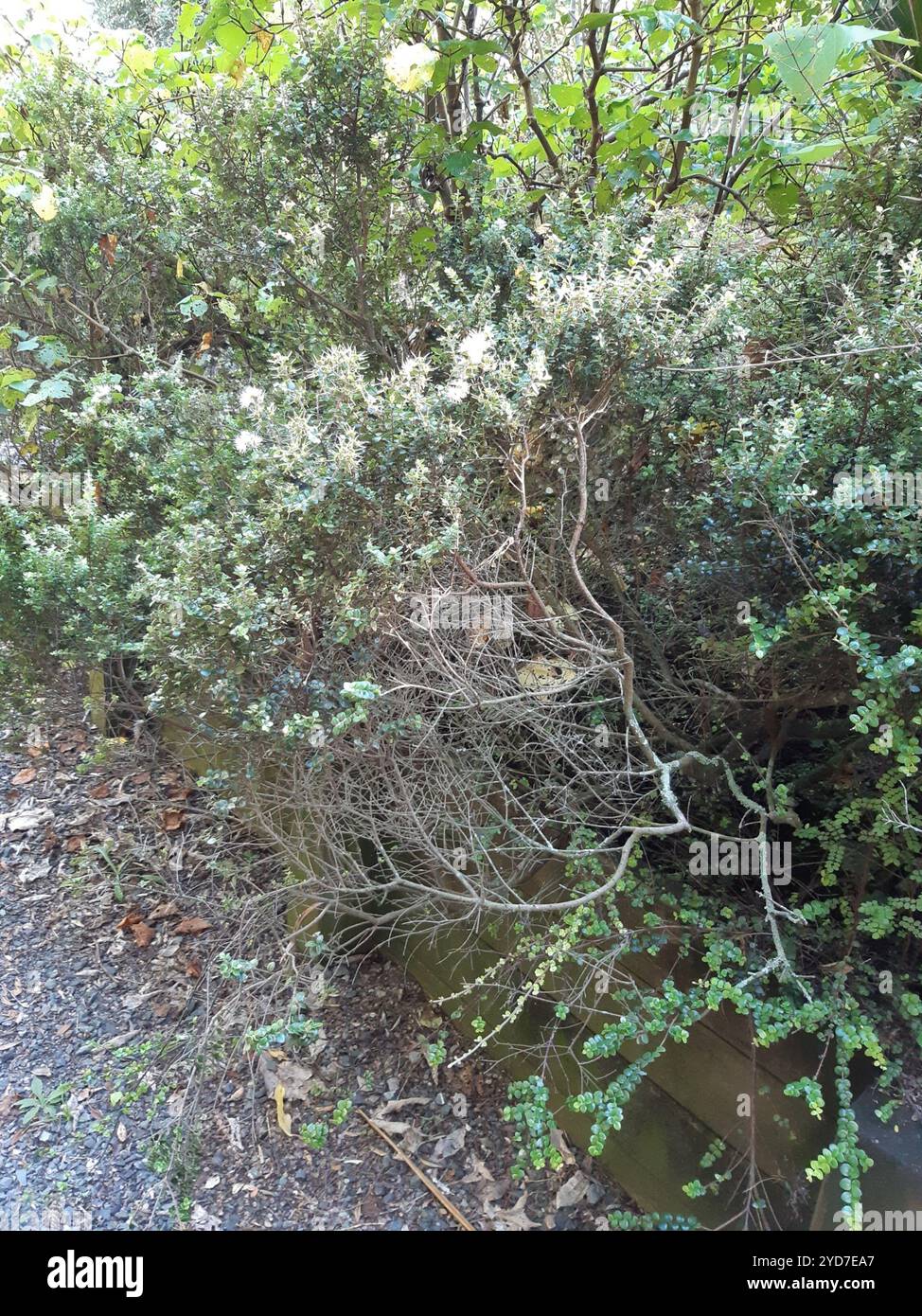 climbing rātā (Metrosideros perforata Stock Photo - Alamy