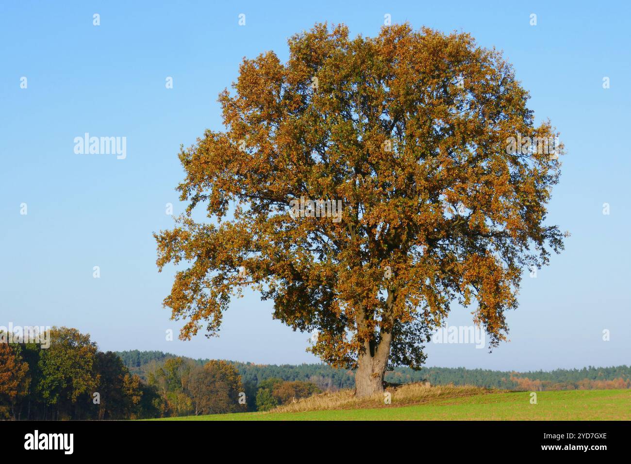 Oak in background hi-res stock photography and images - Alamy