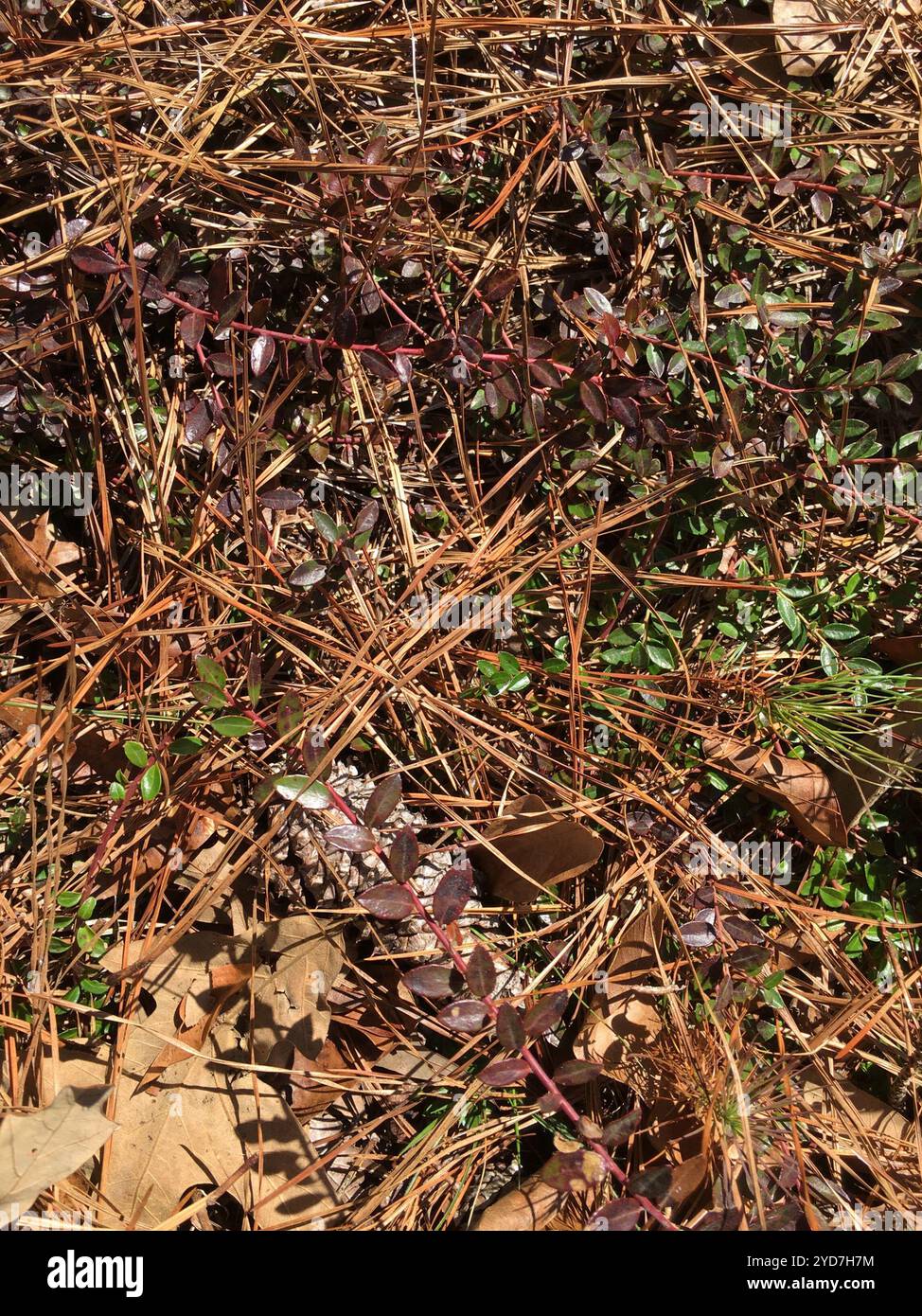 Creeping Blueberry (Vaccinium crassifolium Stock Photo - Alamy
