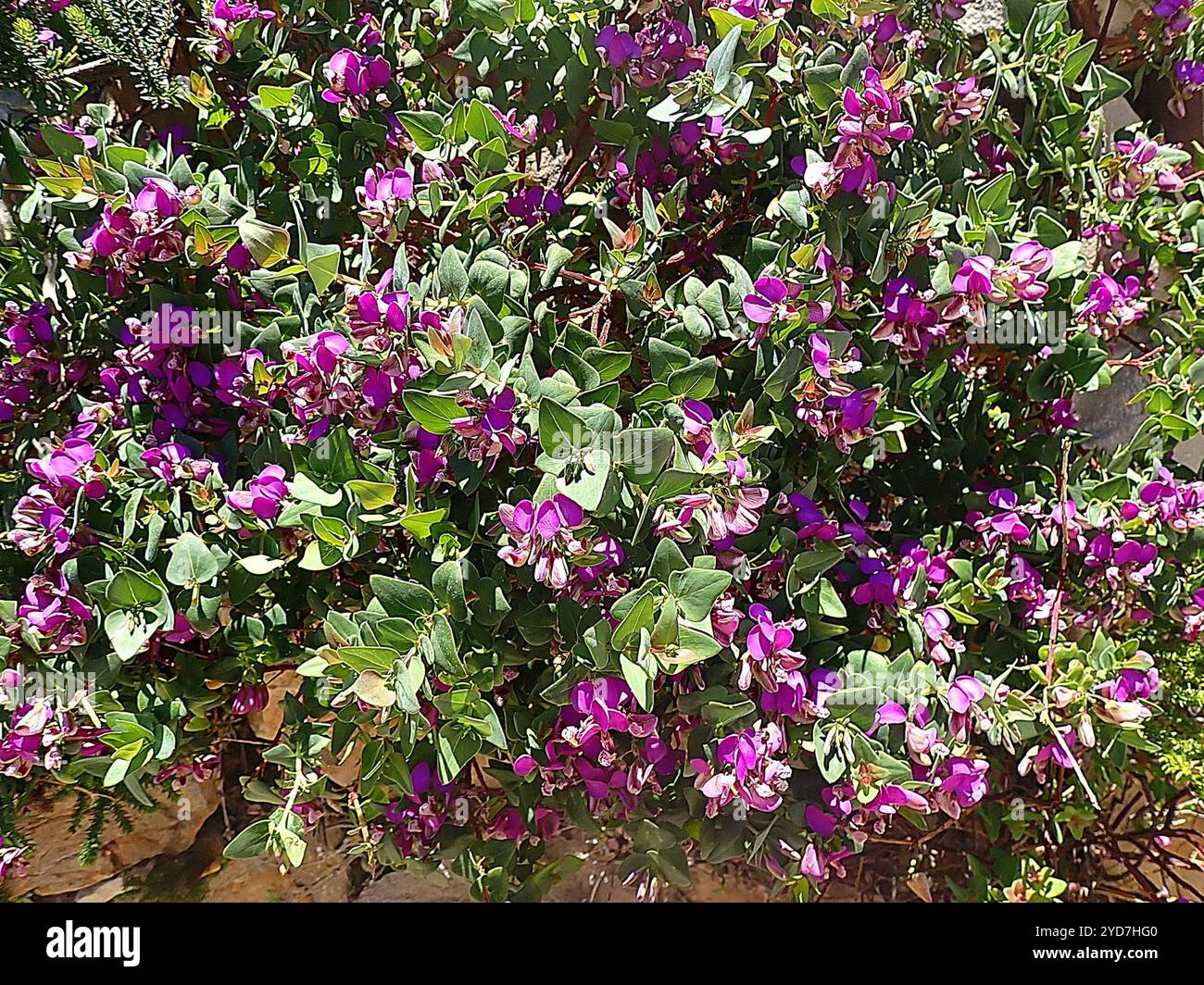 Heartleaf Falsepea (Polygala fruticosa Stock Photo - Alamy