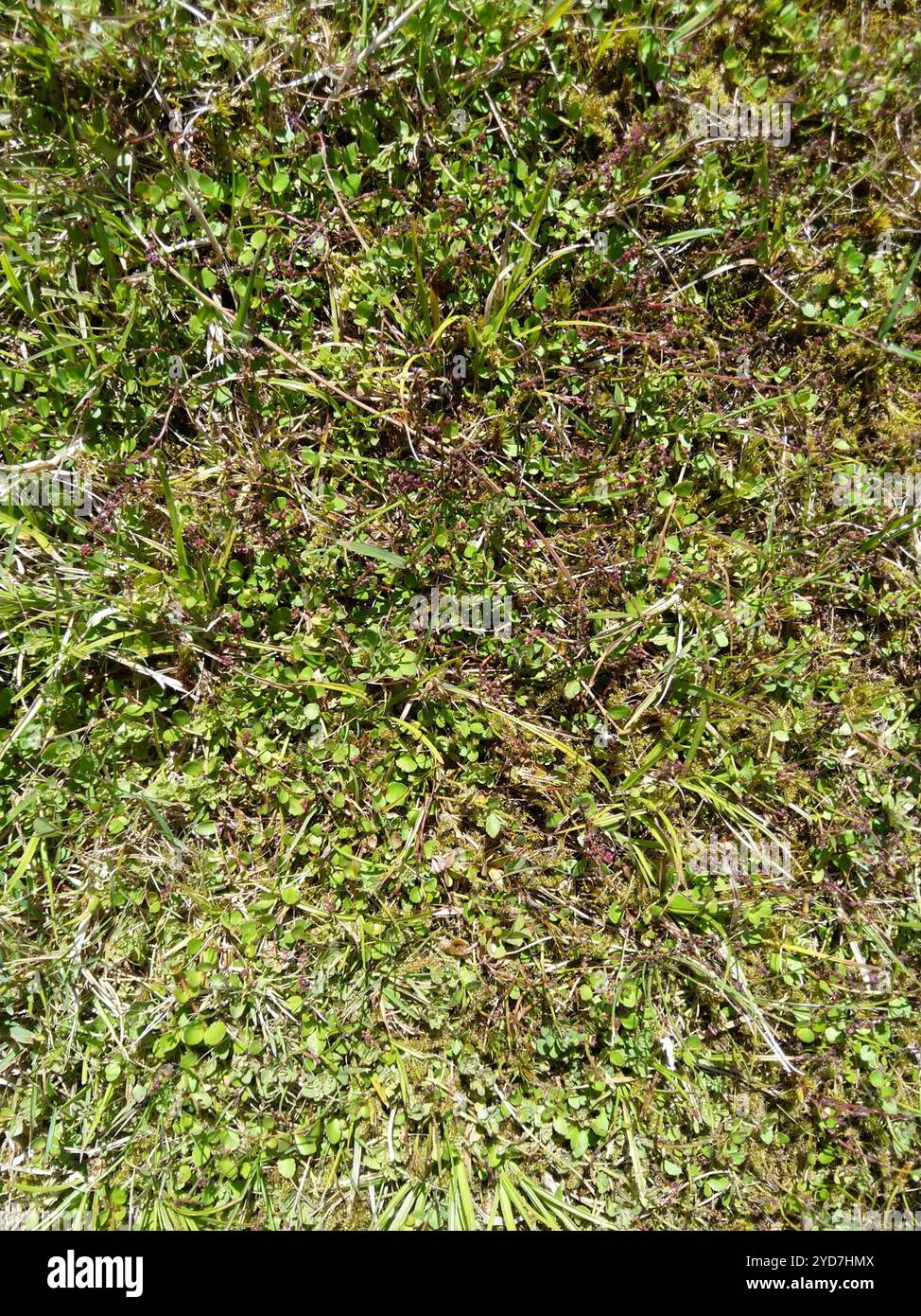 creeping raspwort (Gonocarpus micranthus Stock Photo - Alamy
