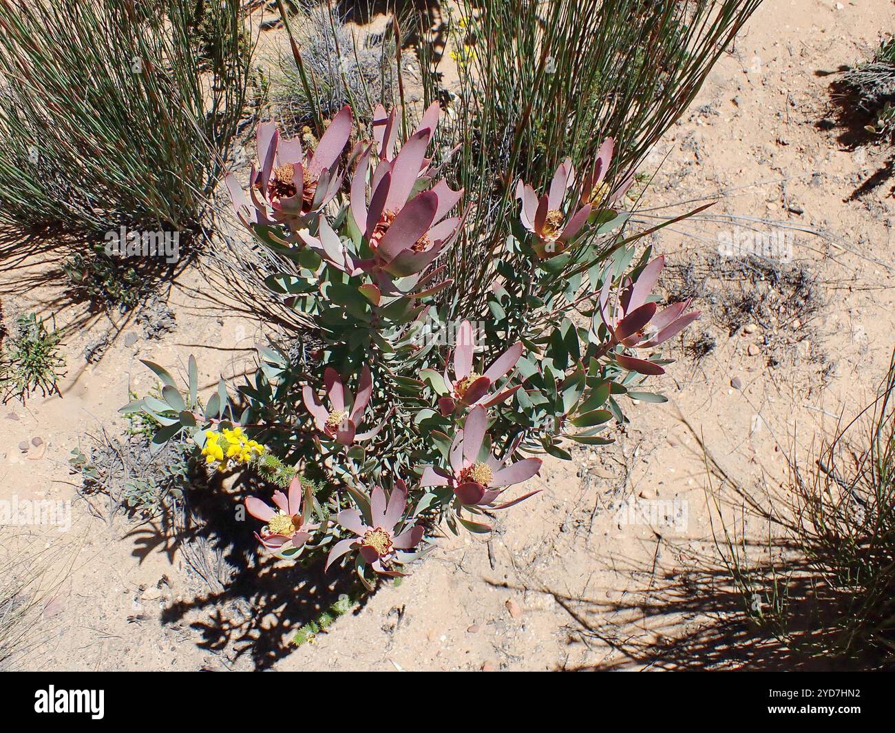 Spicy Conebush (Leucadendron tinctum) Stock Photo