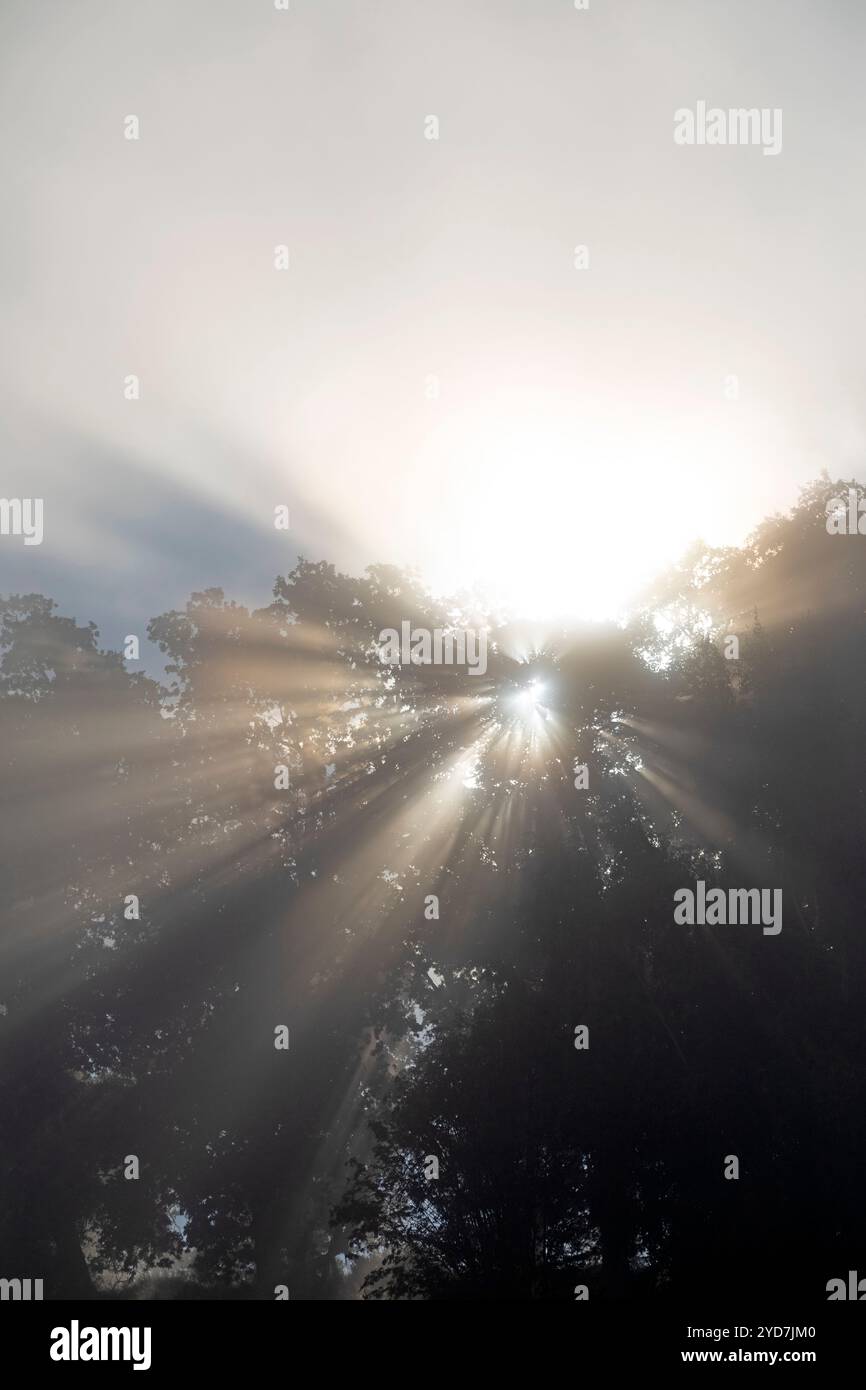 Suns rays shade through hi-res stock photography and images - Alamy