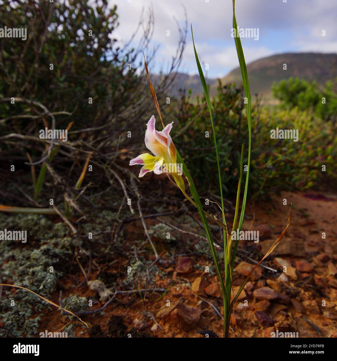 Flowering plant of the Purple Kalkoentjie (Gladiolus venustus), in natural habitat near Clanwilliam, Western Cape, South Africa Stock Photo