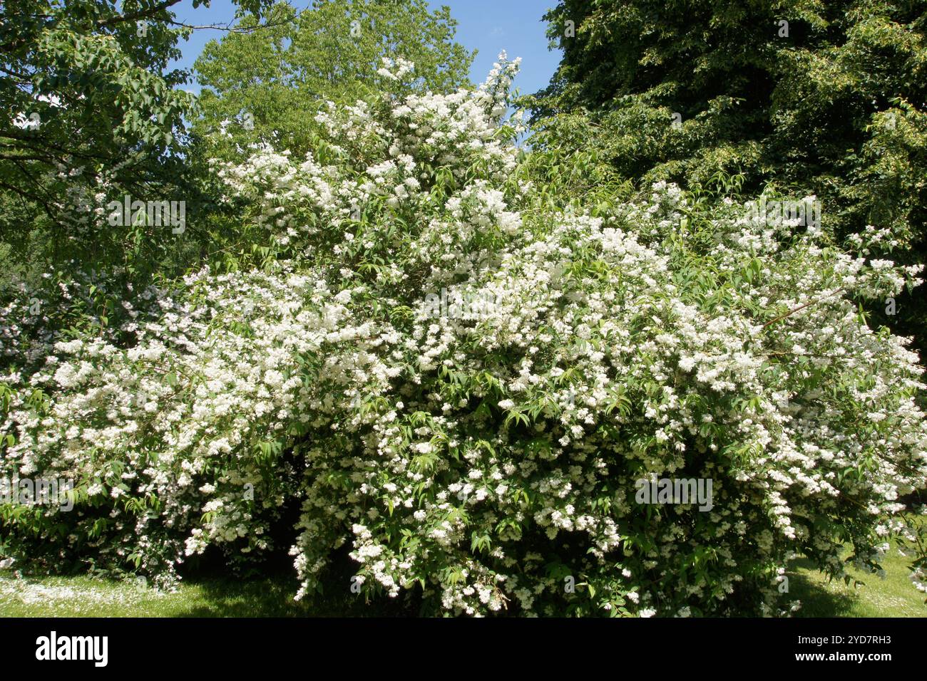 Deutzia crenata, Korean deutzia Stock Photo