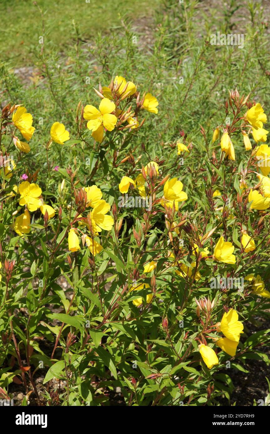 Oenothera fruticosa, narrowleaf evening primrose Stock Photo