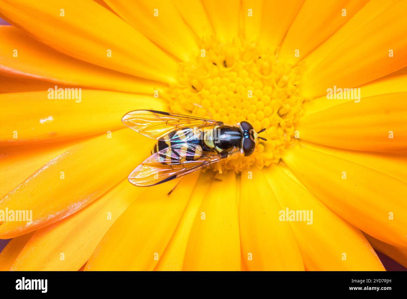 An unidentified wasp-mimic hoverfly feeding at the centre of a large orange flower. Stock Photo
