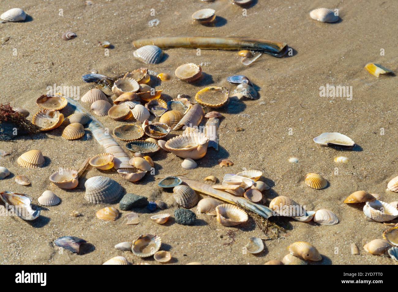 Mussel shells on the sandy beach - close-up Stock Photo