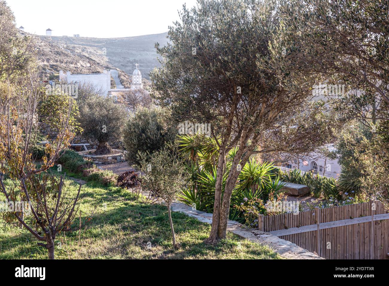 Olive tree in garden terrace on the Island of Tinos in Greece Stock Photo