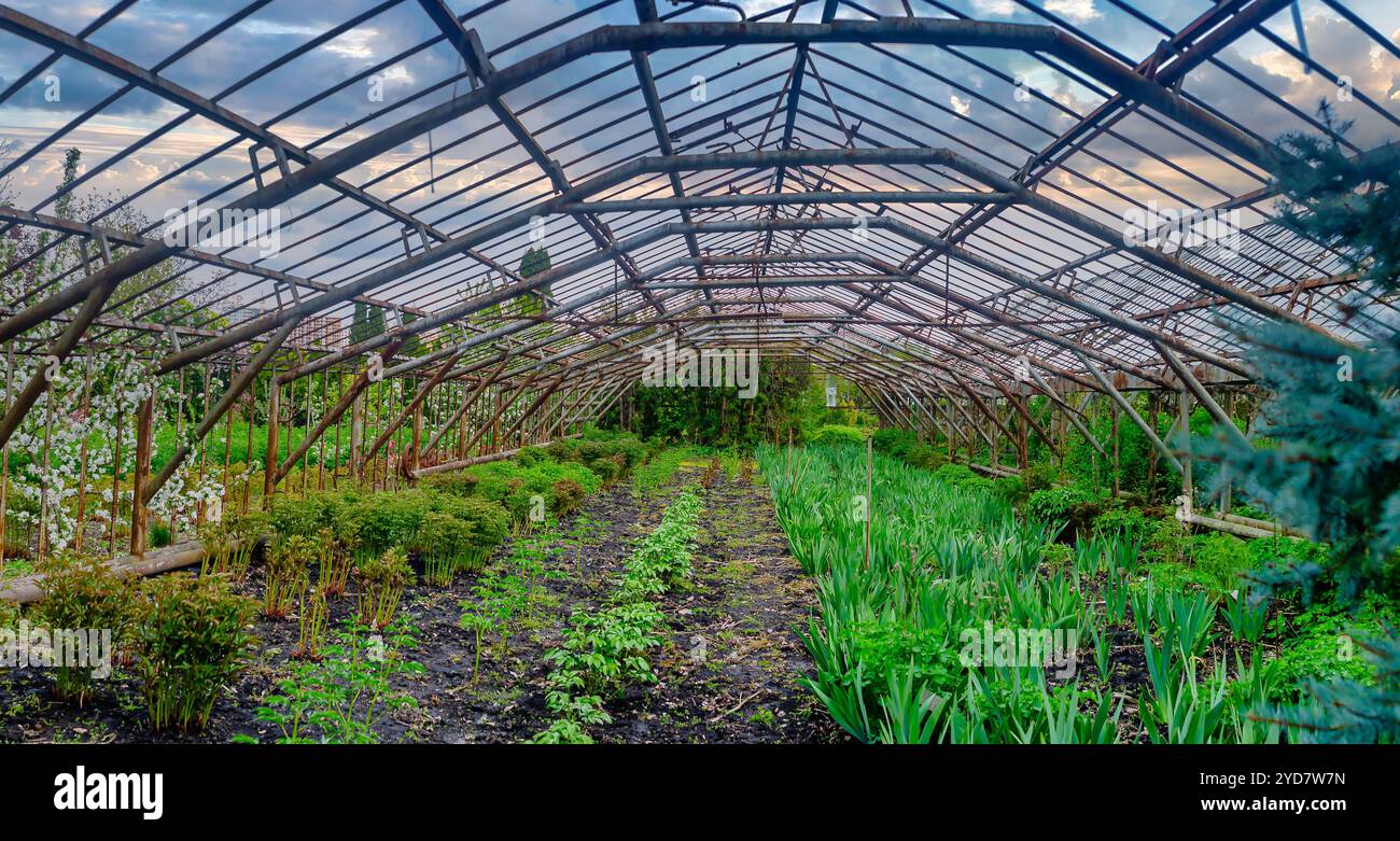 Old abandoned plant nursery hi-res stock photography and images - Alamy
