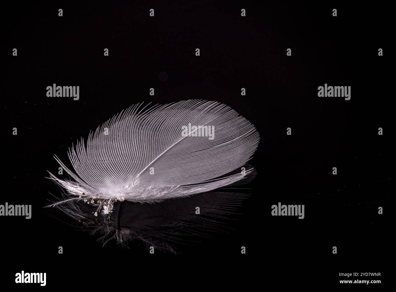 A single, intricate white feather lies gracefully on a reflective surface, showcasing its detailed structure against a bold black background, highligh Stock Photo