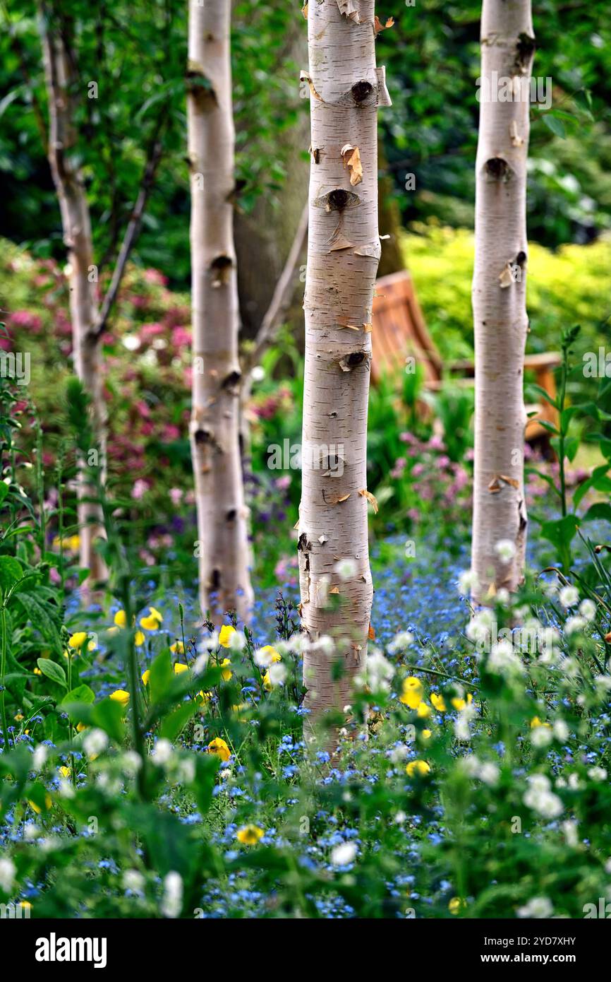 Myosotis sylvatica growing in a grove of silver birch trees,forget me ...
