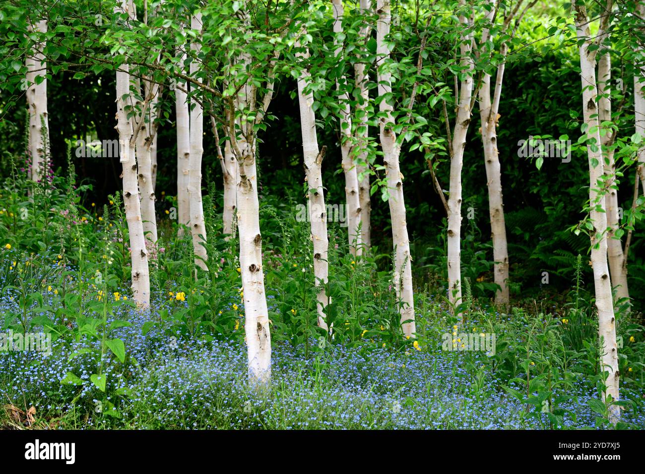 Myosotis sylvatica growing in a grove of silver birch trees,forget me ...