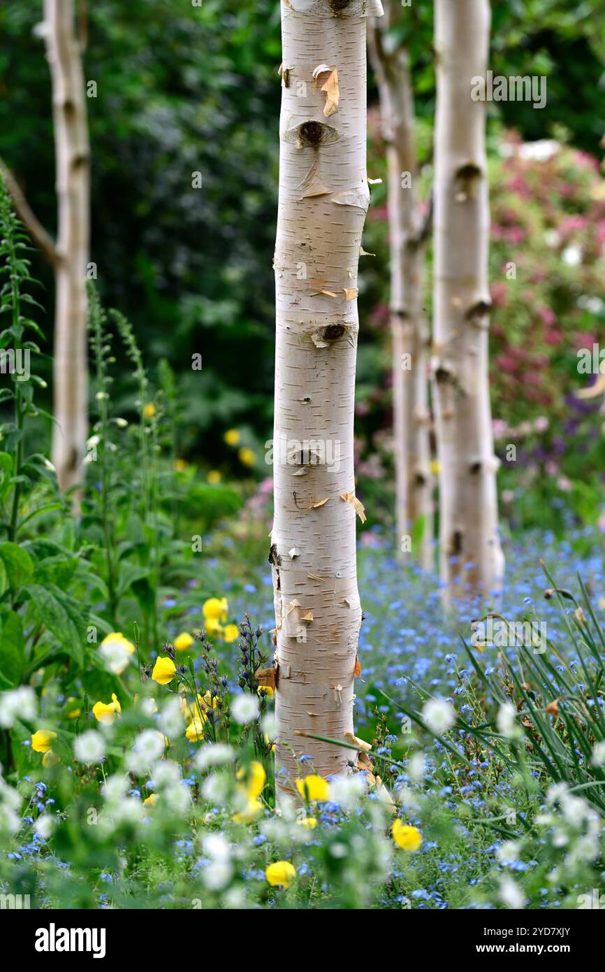 Myosotis sylvatica growing in a grove of silver birch trees,forget me ...