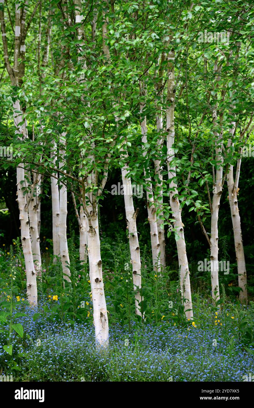 Myosotis sylvatica growing in a grove of silver birch trees,forget me ...