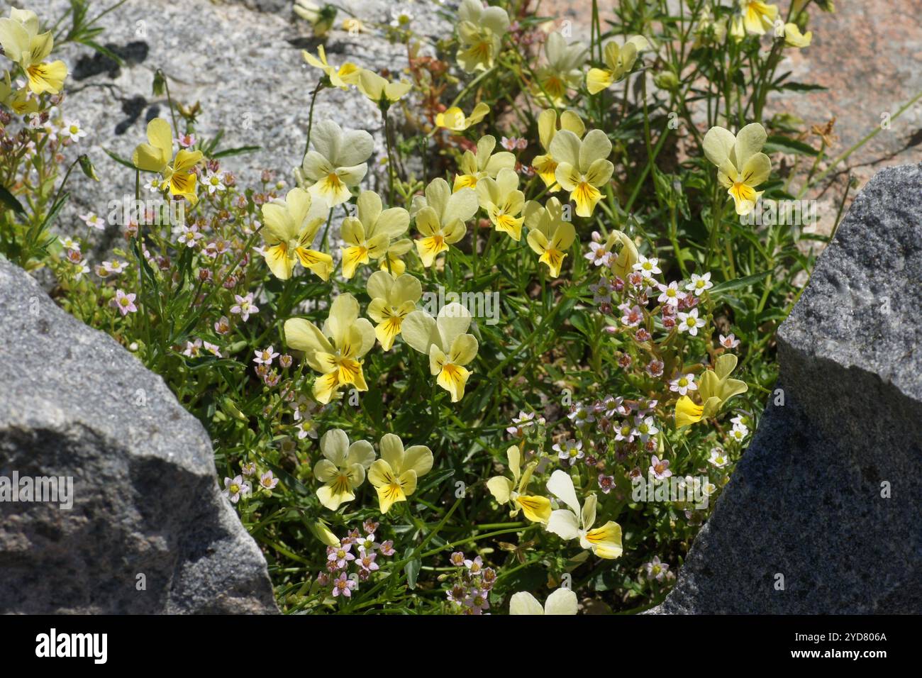 Viola calaminaria, yellow calaminaria violet Stock Photo