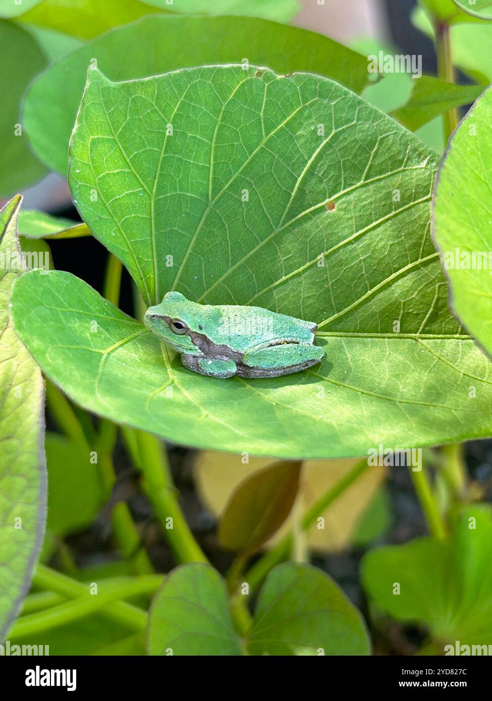 Tiny green tree frog hi-res stock photography and images - Alamy