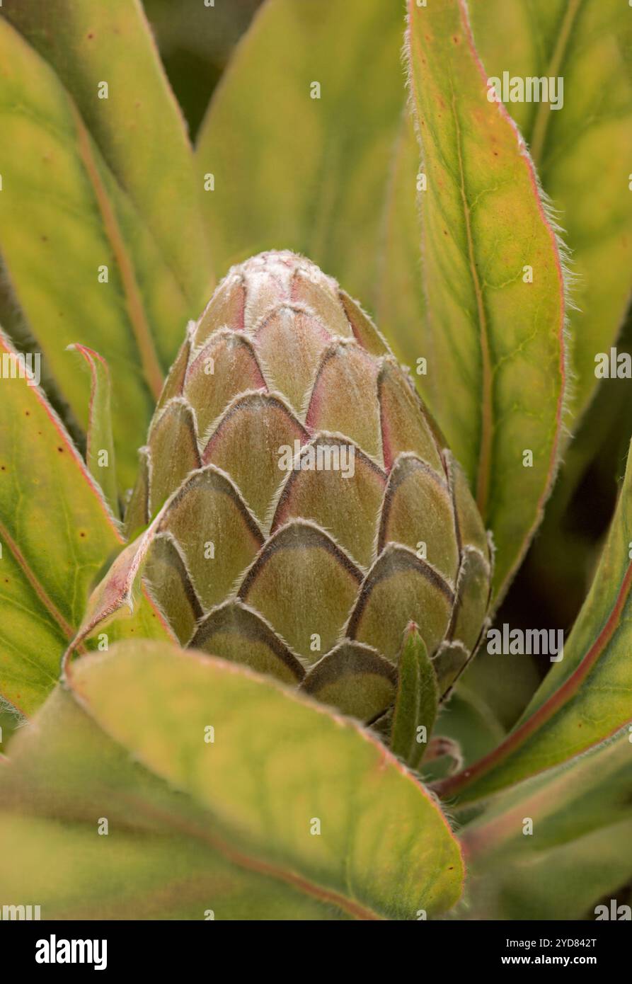 Close up natural flowering plant portrait of Protea Susara, bud sowing ...