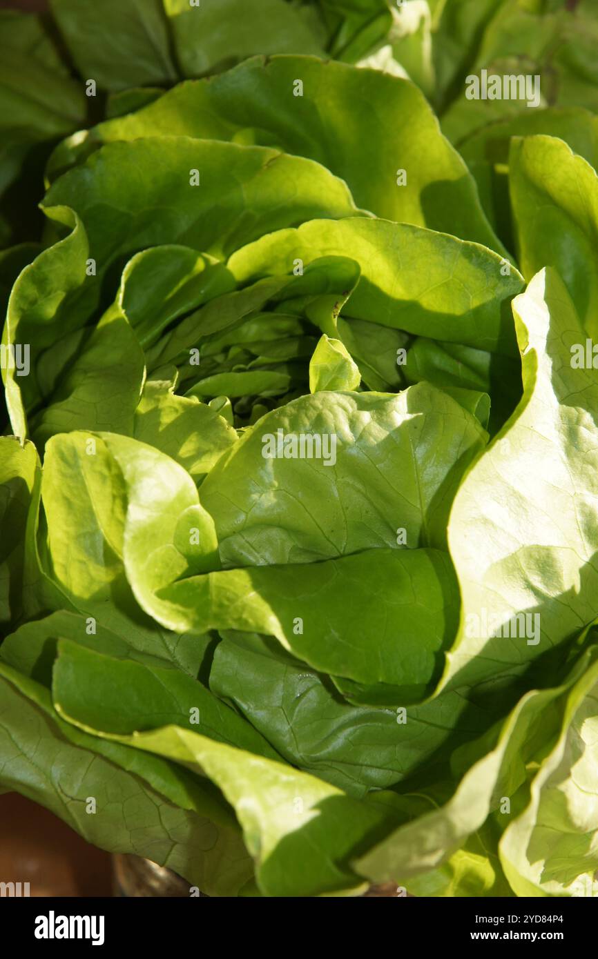 Lactuca sativa, lettuce Stock Photo