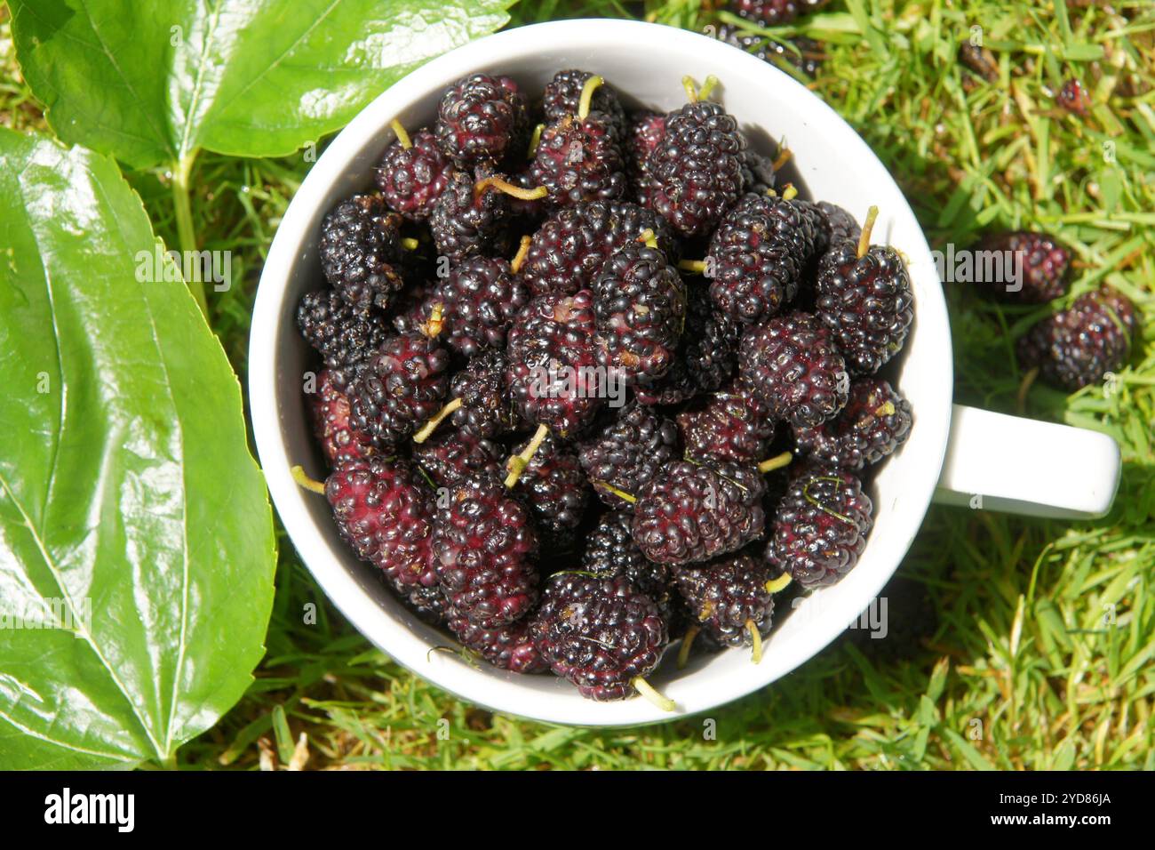 Morus nigra, Schwarze Maulbeere, black mulberry Stock Photo Alamy