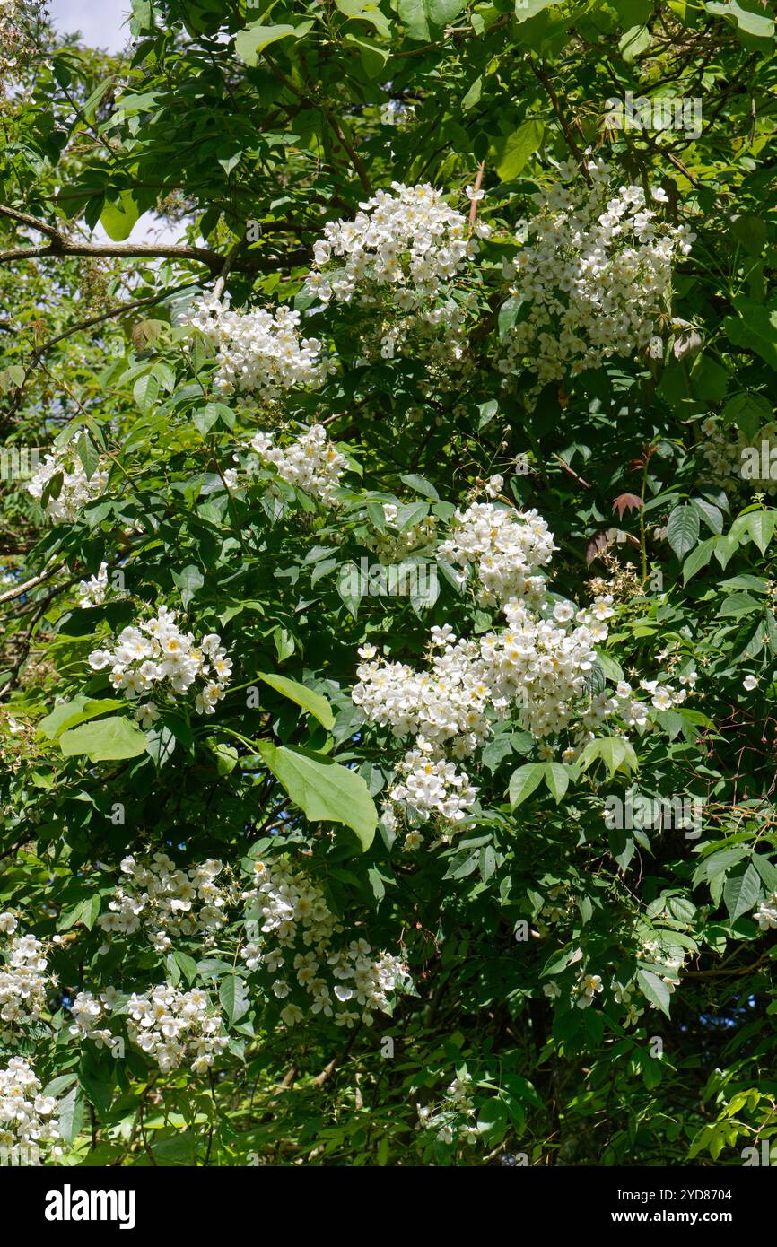 White rambling climbing rose hi-res stock photography and images - Alamy