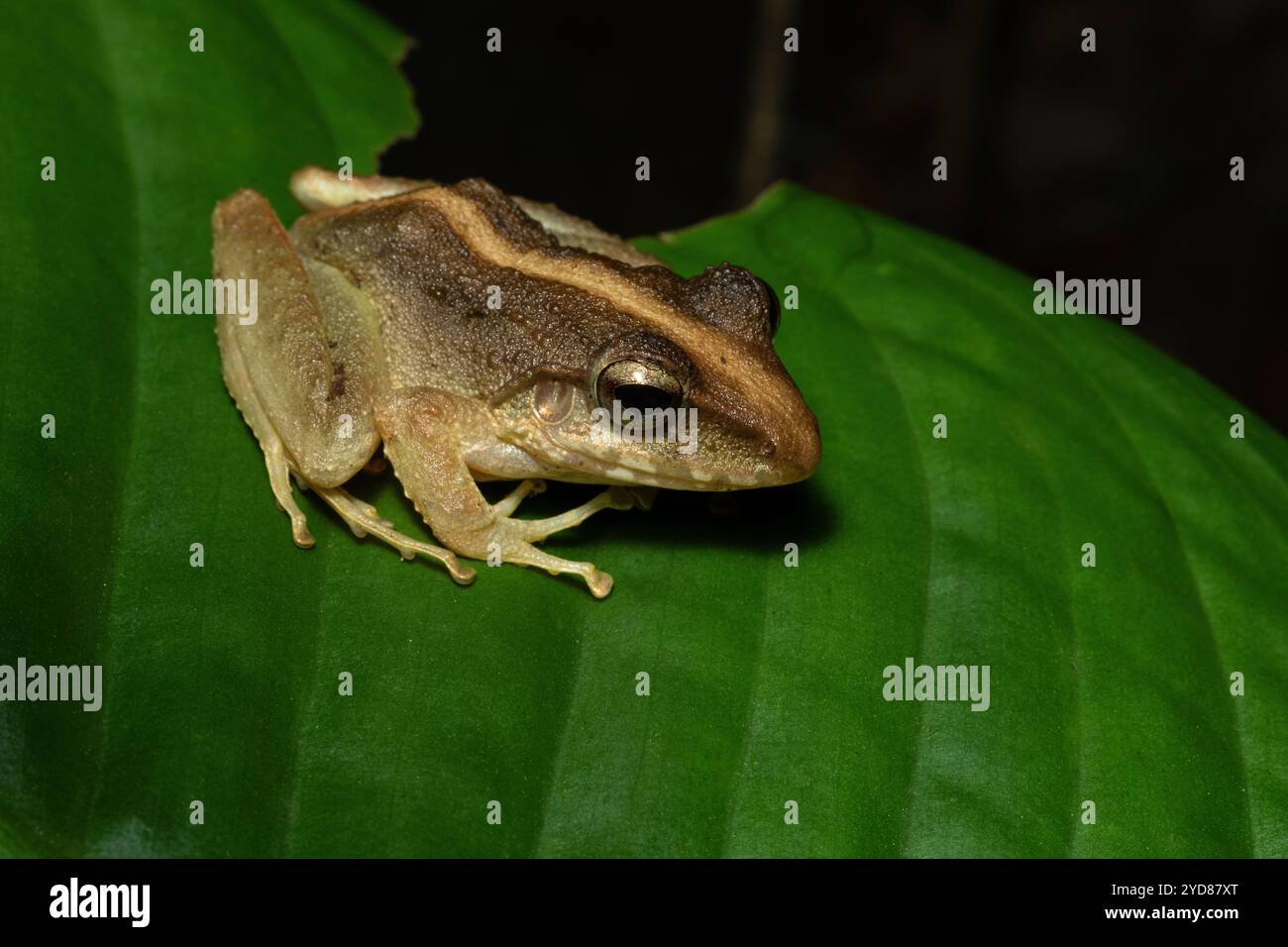 Common Rain Frog or Fitzinger's Robber Frog (Craugastor fitzingeri), mid-elevation cloud forest, Arenal, Costa Rica Stock Photo