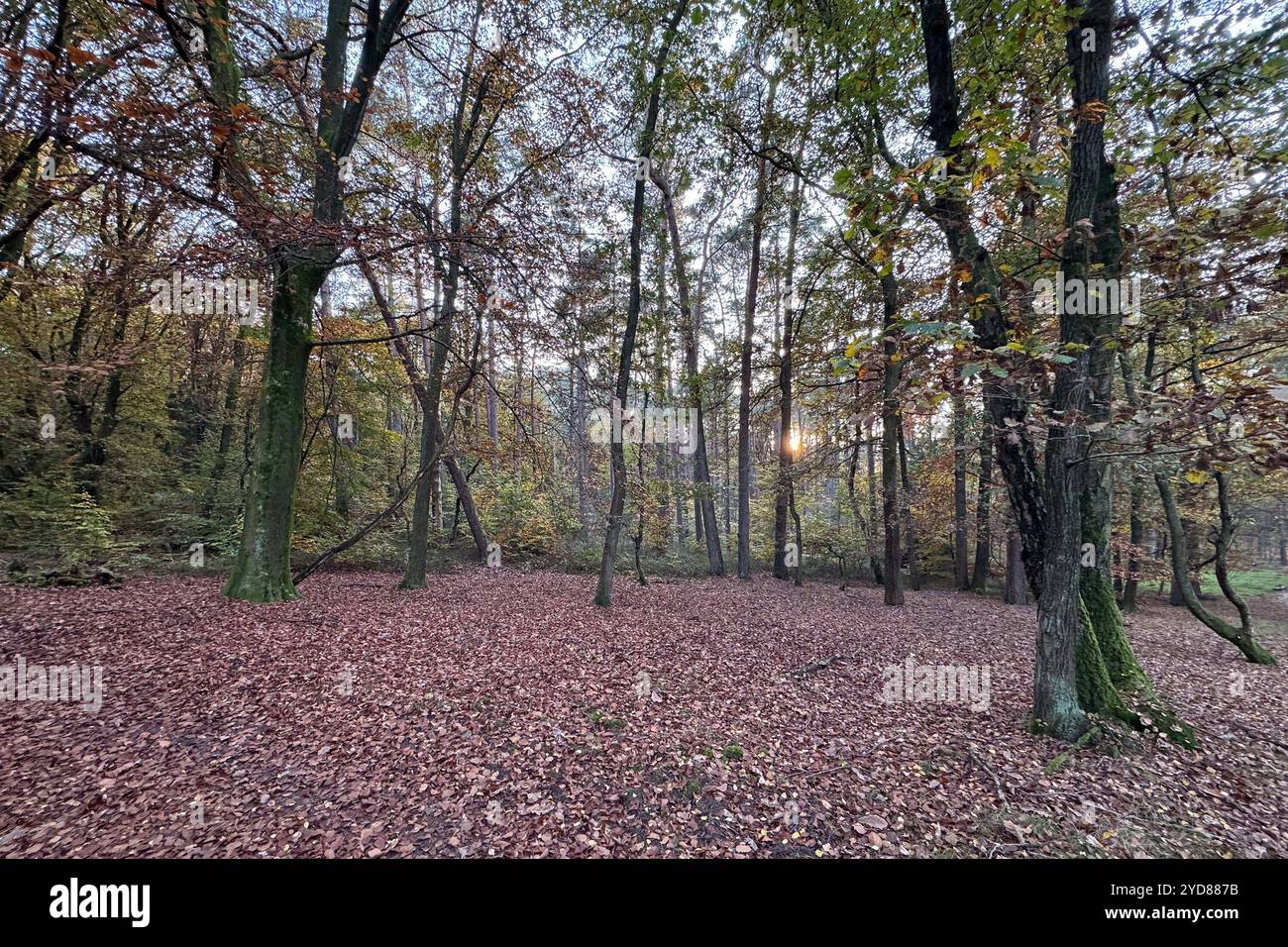 Stock- und Symbolbilder I 25.10.2024 Thema: Herbst und Laub, Wald ...
