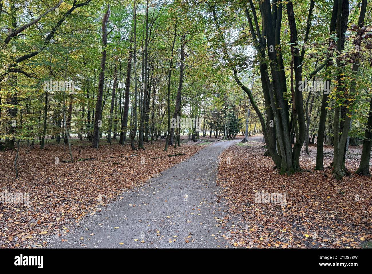 Stock- und Symbolbilder I 25.10.2024 Thema: Herbst und Laub, Wald ...