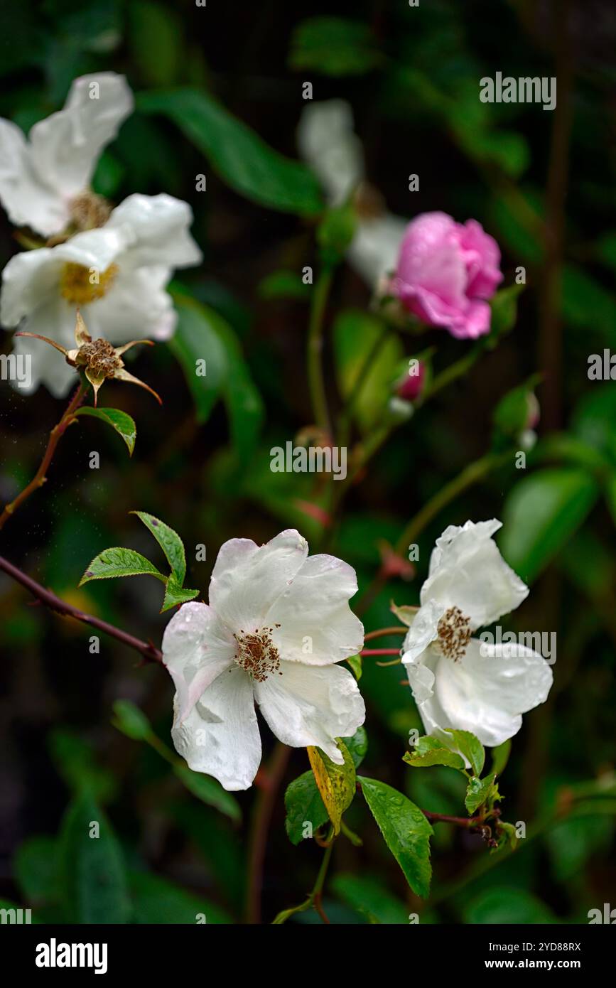 White Rambler Roses single open white rose flowers,,white rose flowers,rose,rambler ...