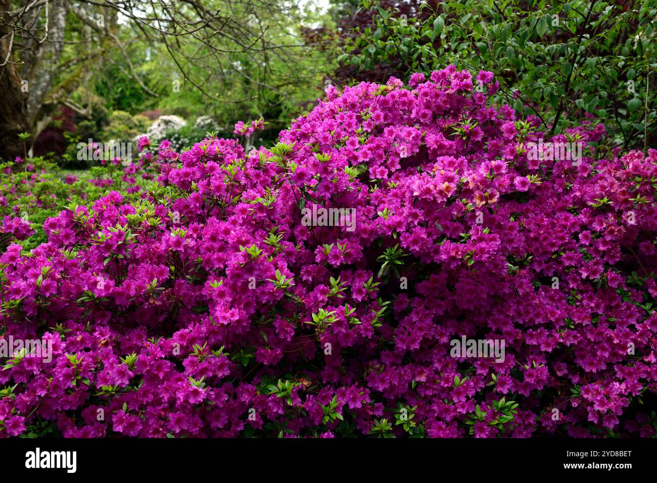 pink rhododendron flowers,pink flowering rhododendron,woodland planting ...