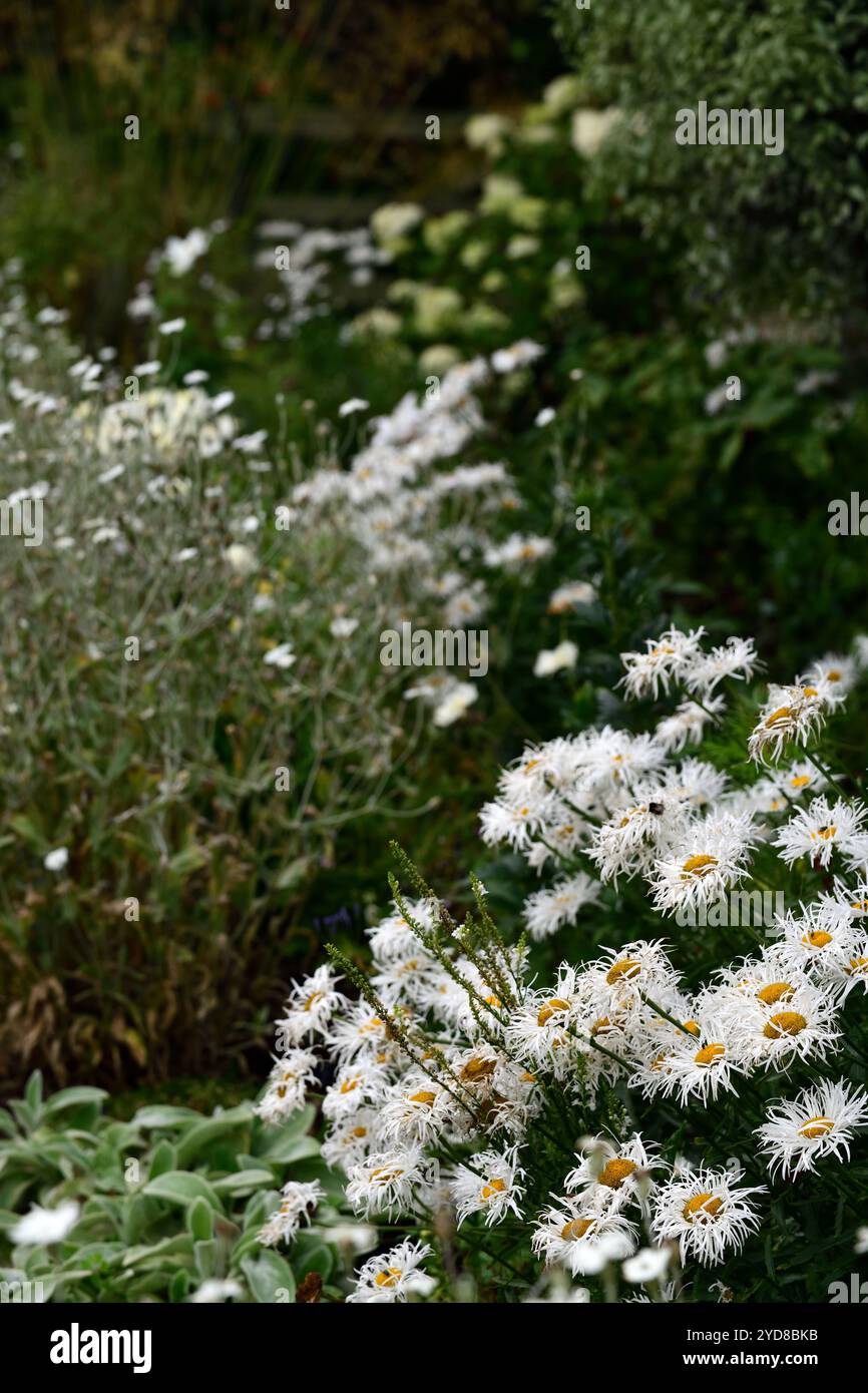 white shasta daisy,cosmos,lychnis,white flowers,white flowerbed,white border,white garden,RM Floral Stock Photo