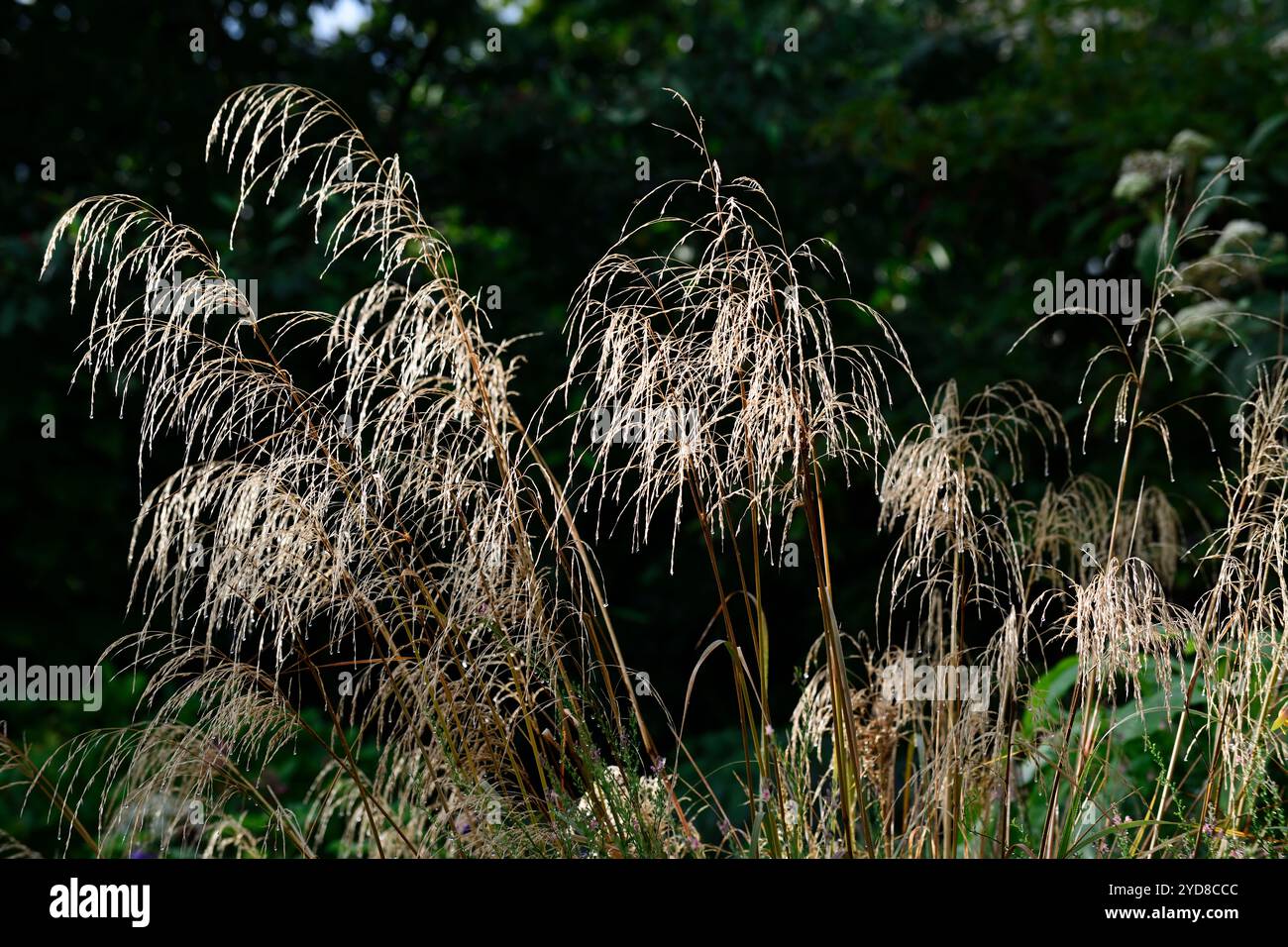 backlit miscanthus,backlit grass,backlit grasses,backlit seedhead,backlit grass seeds,RM Floral Stock Photo