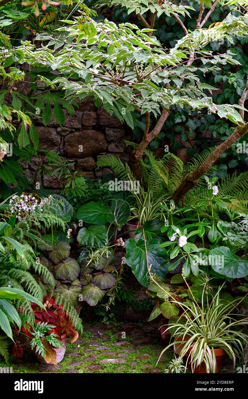 Aralia elata variegata hi-res stock photography and images - Alamy