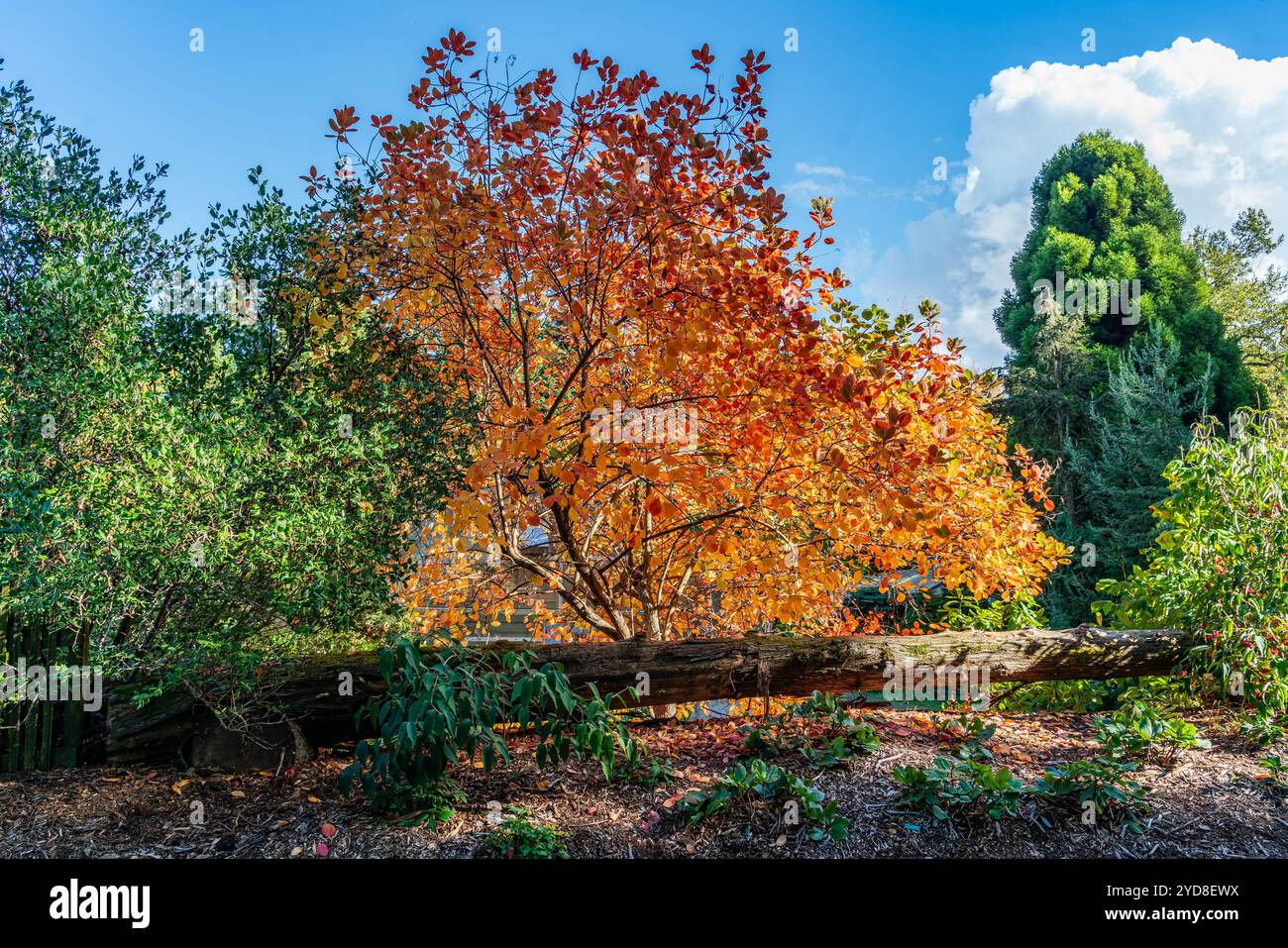 A view of an autumn tree with a log in front.. At Seattle Arboretum ...