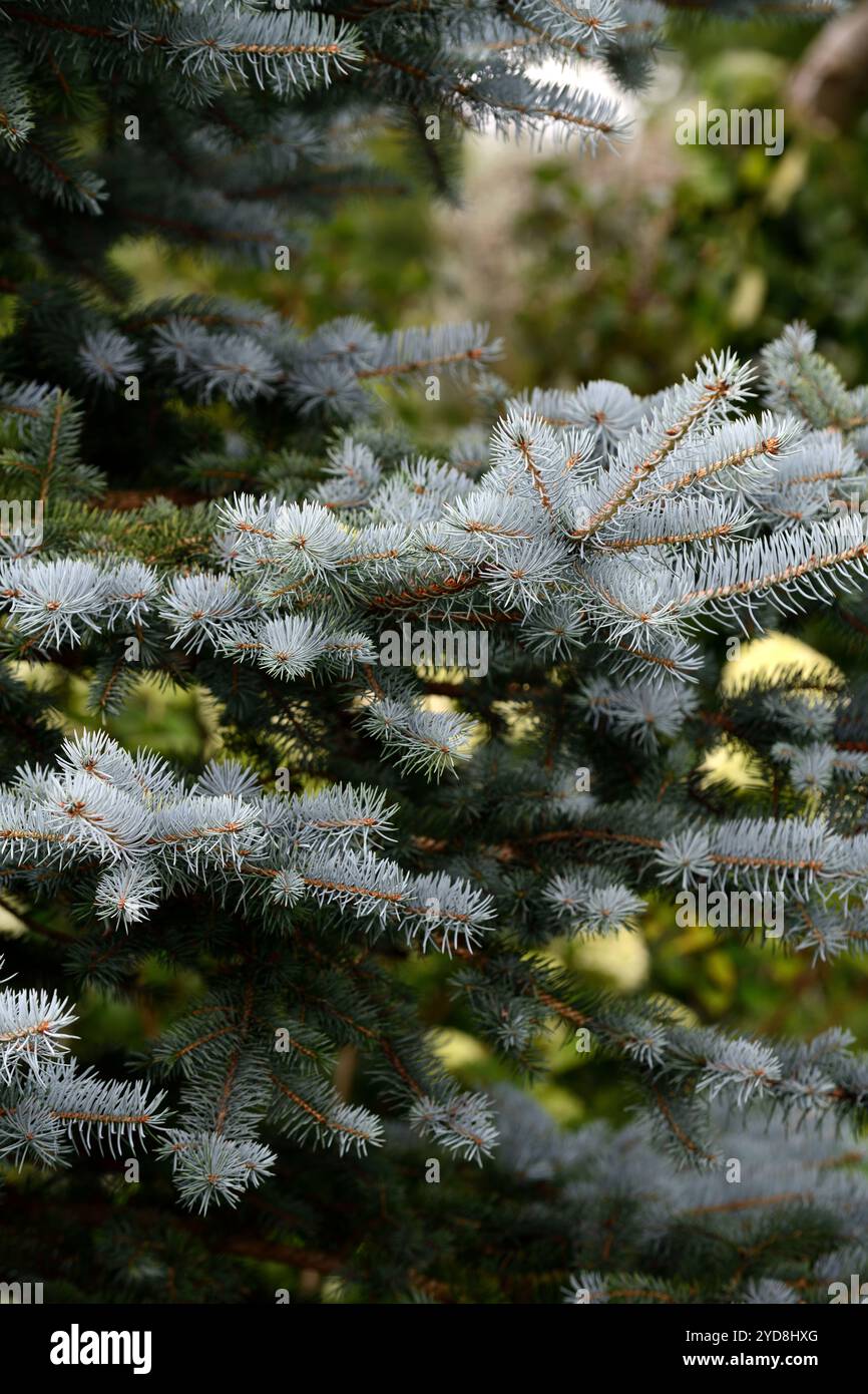 Picea Pungens Super Blue,Dwarf Colorado Blue Spruce Super Blue,dwarf blue spruce,silvery-blue colour,silver blue pines,sliver blue pine needles,RM Flo Stock Photo