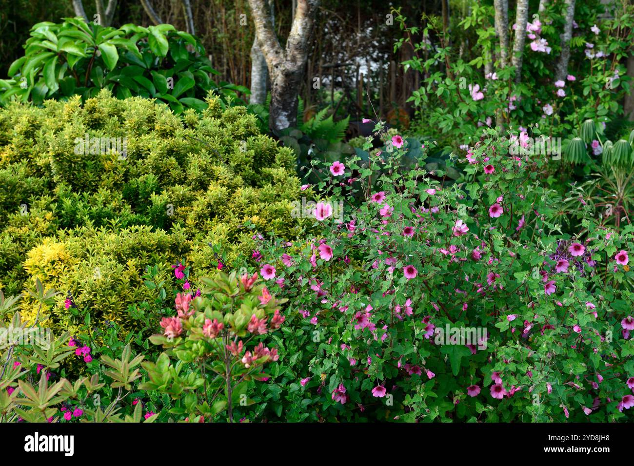 anisodontea capensis el rayo,African mallow El Rayo,Anisodontea El Rayo,pink flowers,flowering,anisdontea el rayo cut low,cut back,RM Floral Stock Photo