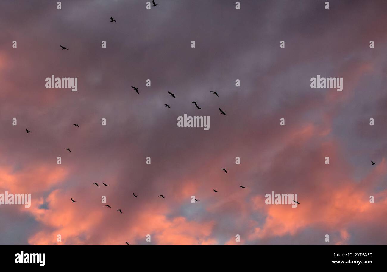 Birds flocking at sunset before orange tinged clouds Stock Photo