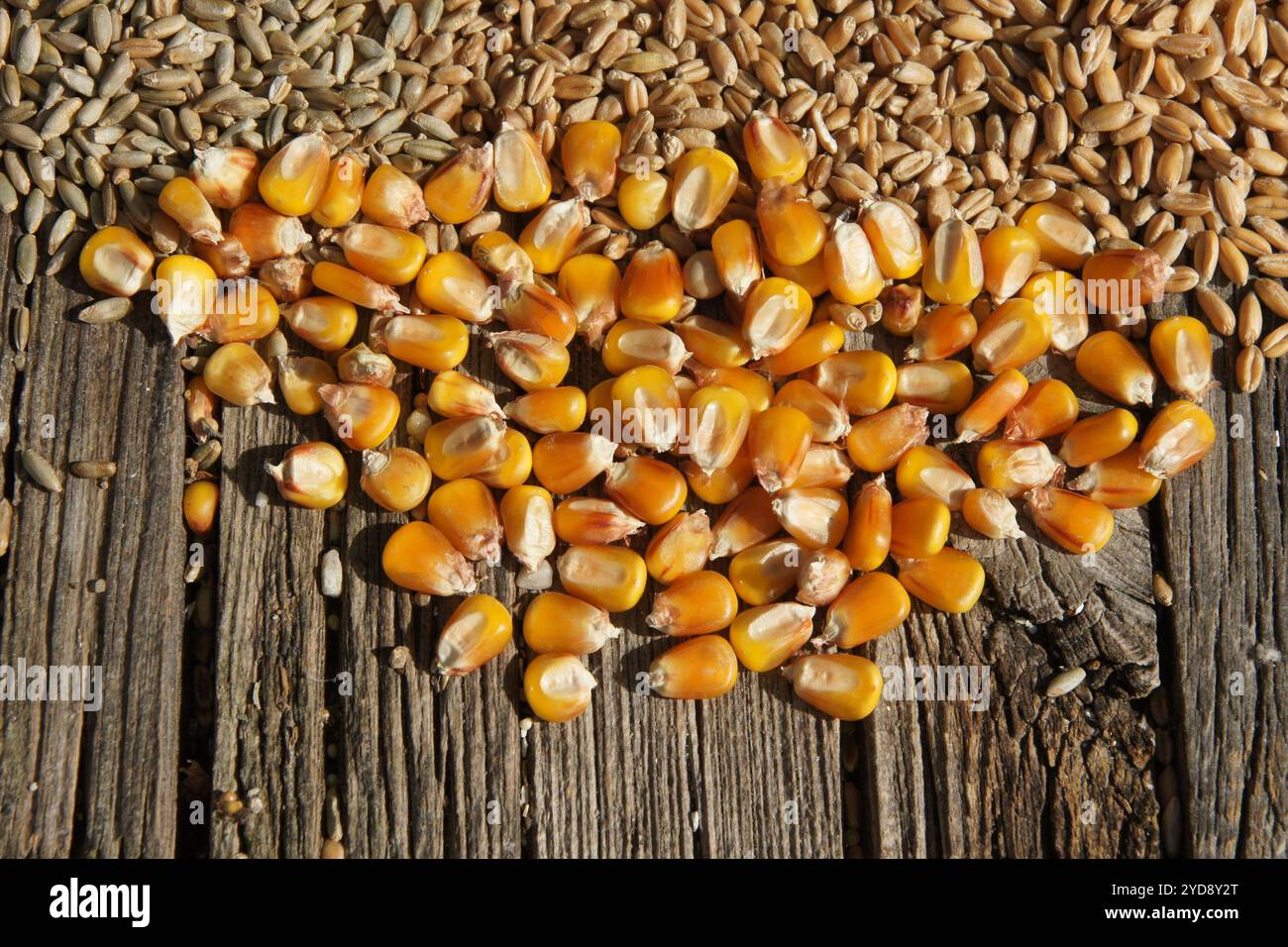 Zea mays, maize Stock Photo
