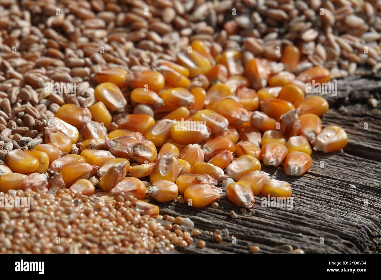 Maize zea mays hi-res stock photography and images - Alamy