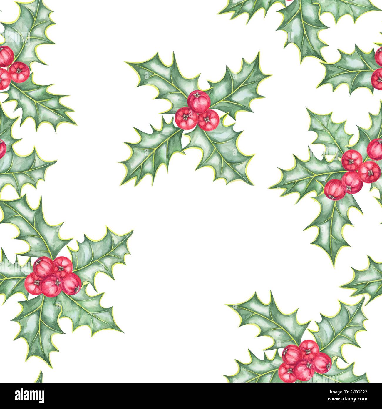 Holly with clusters of red berries and green leaves illustrated in a ...