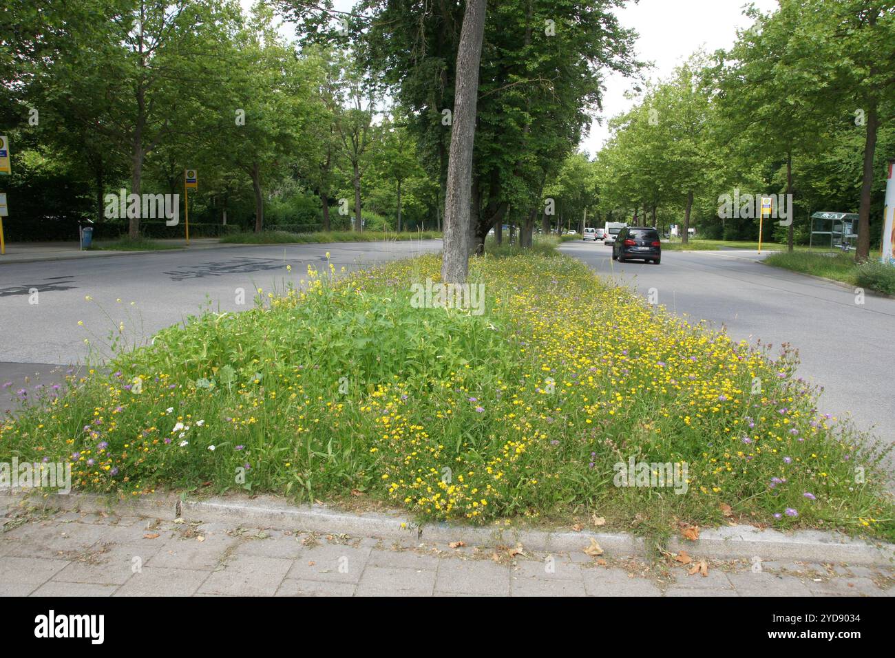 Roadside greenery Stock Photo