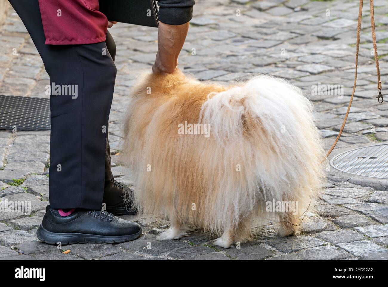 woman pets hairy dog on the street Stock Photo