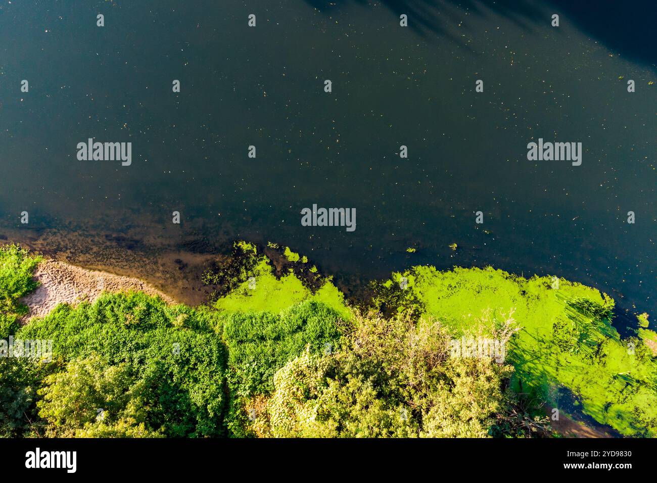 Top view of a river bank overgrown with greenery Stock Photo - Alamy