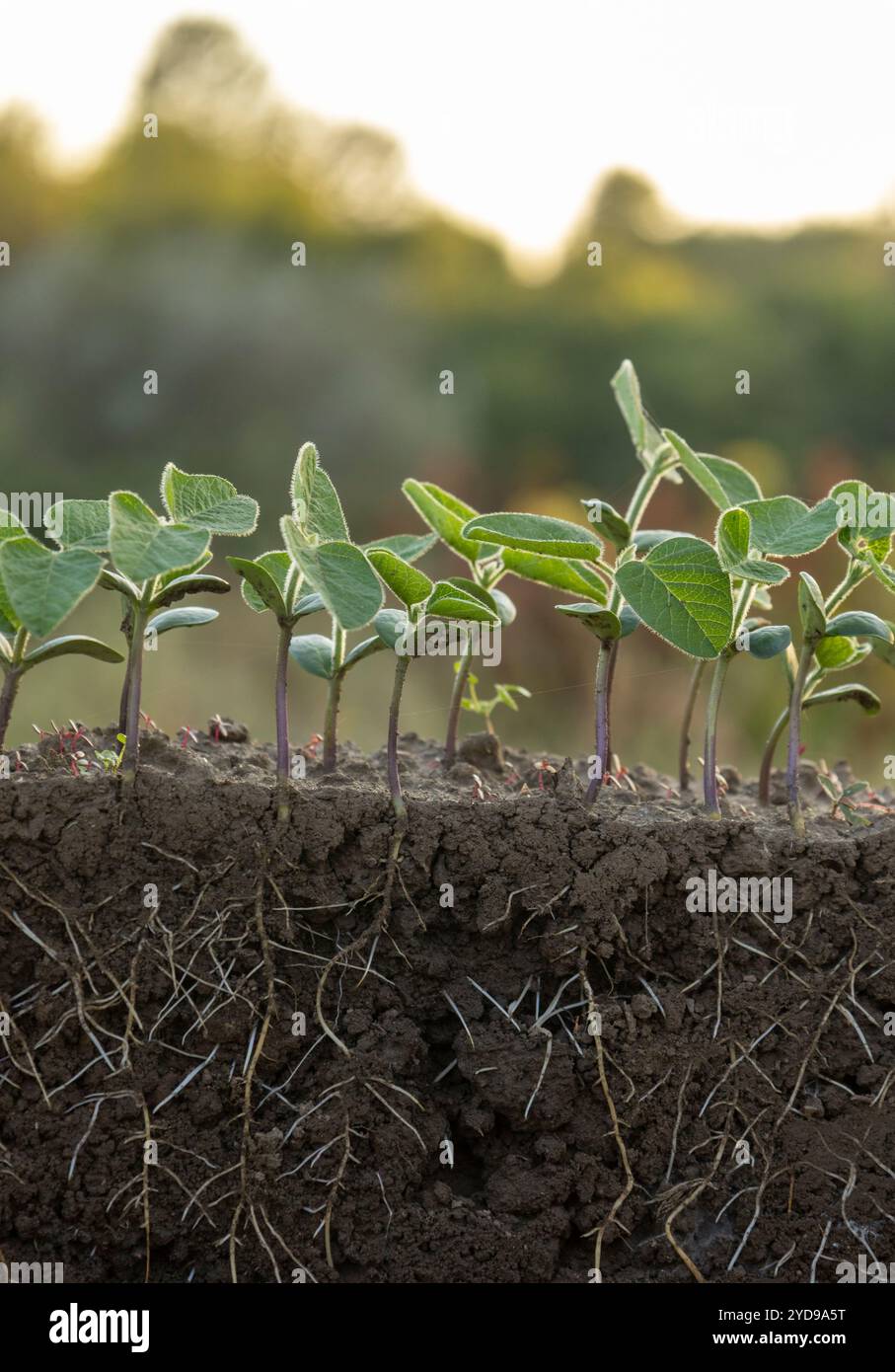 Fresh green soybean plants with roots Stock Photo - Alamy