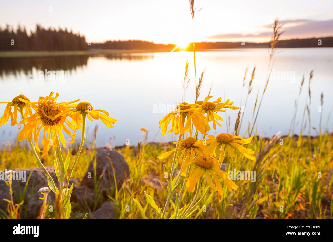 Beautiful spring wildflowers hi-res stock photography and images - Alamy