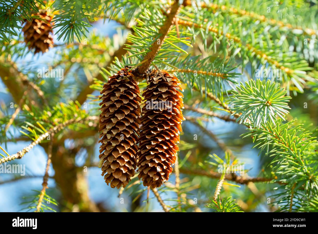 Two pine cones on a branch Stock Photo