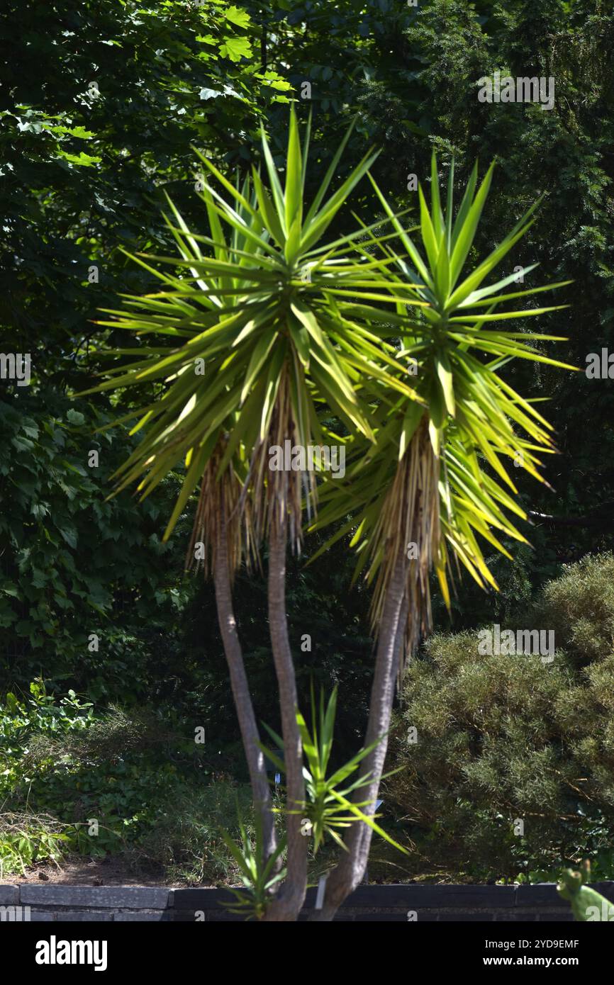Riesen palmlilie hi-res stock photography and images - Alamy