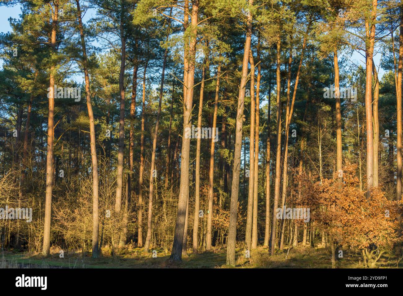 Forest landscape with sunshine in wintertime Stock Photo